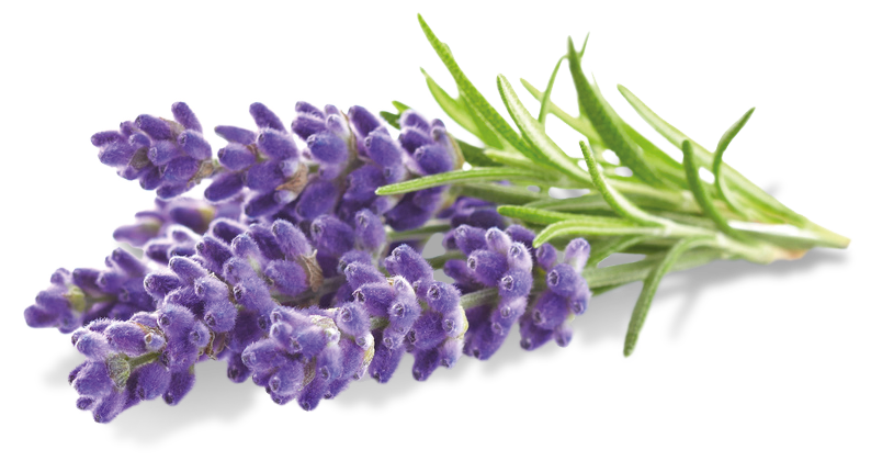 Heilpflanze Lavendel
